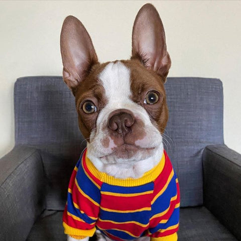 Boston Terrier in a Striped Dog Shirt