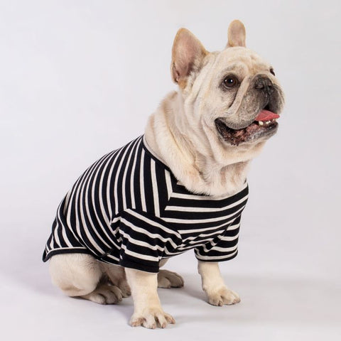 Frenchie in a Summer Dog Shirt with Black and White Stripes - Fitwarm Dog Clothes