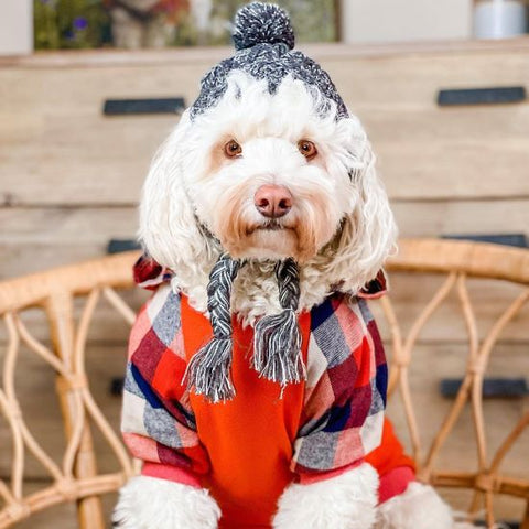 Cavoodles in an Orange Plaid Dog Hoodi