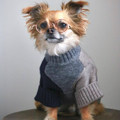Long Haired Chihuahua Dressed in a Gray Color Block Sweater - Fitwarm Dog Clothes