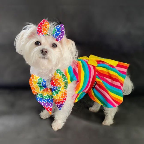 Morkie in a Rainbow Dog Dress