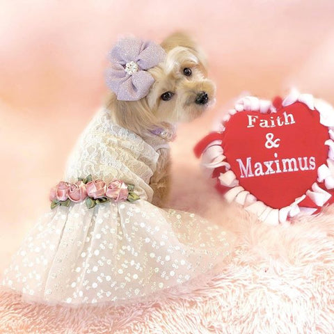 Morkie in a White Wedding Dog Dress with Rose - Fitwarm Dog Clothes