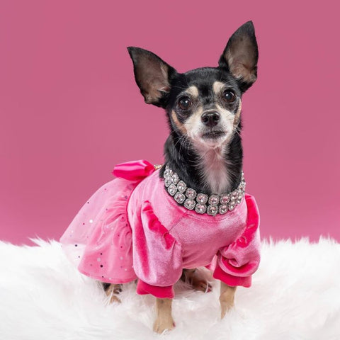 Chihuahua in a Pink Tulle Dog Dress - Fitwarm Dog Clothes