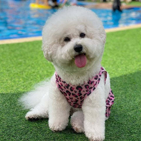 Bichon in a Leopard Dog Bikini