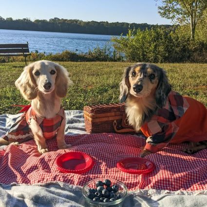 Orange Plaid Dog Hoodies