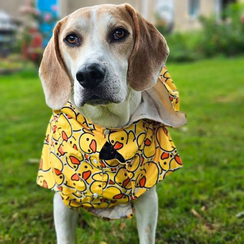 Rubber Duck Dog Raincoat