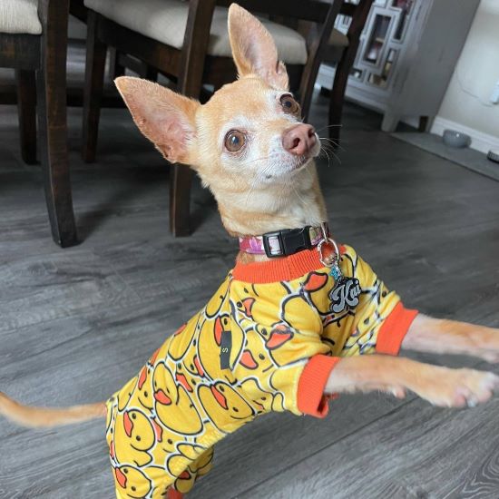 Chihuahua wearing a yellow patterned outfit, standing on a hardwood floor.