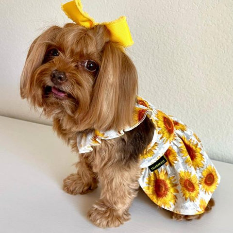 Yorkie in a Sunflower Dog Dress