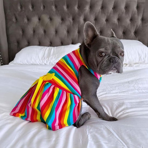 Frenchie in a Dog Dress with Rainbow Stripes - Fitwarm Dog Clothes