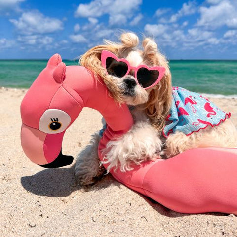 Shih Tzu in a Flamingo Dog Dress