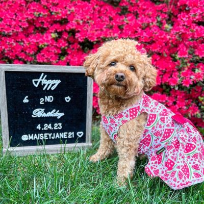 Teddy in a Cute Summer Dog Dress with Watermelon Prints - Fitwarm Dog Clothes