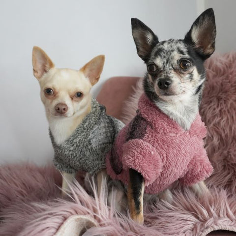 Chihuahuas in Warm Dog Winter Hoodies - Fitwarm Dog Clothes