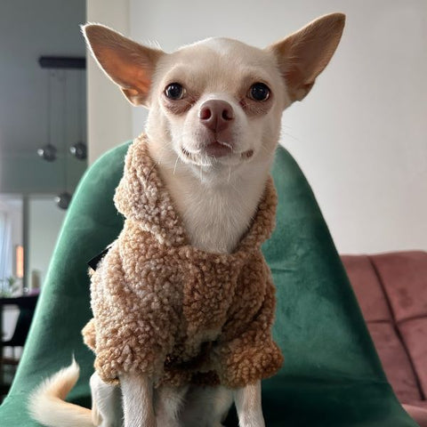 Chihuahua in a Tie Dye Sherpa Dog Hoodie