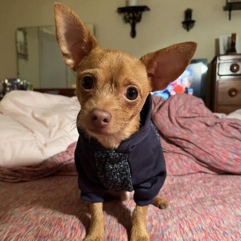 Velvet Thermal Dog Hoodie