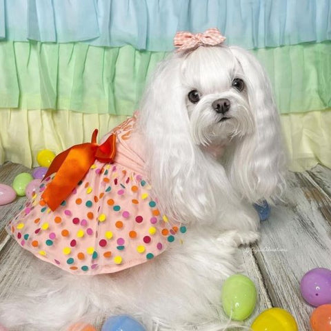 Maltese in a Easter Themed Dog Dress with Polka Dot - Fitwarm Dog Clothes
