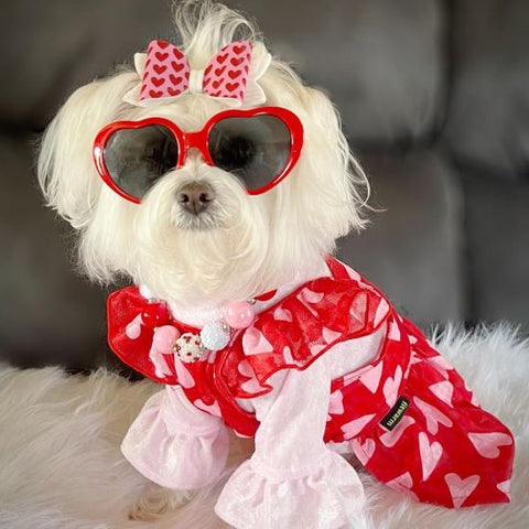 Morkie in a Dog Dress with Heart Prints - Fitwarm Dog Clothes