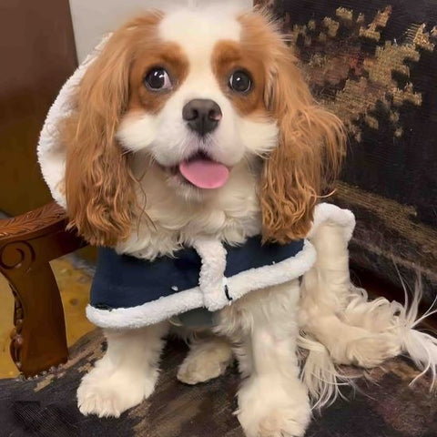 Cavalier King Charles Spaniel in a Flannel Dog Hoodie