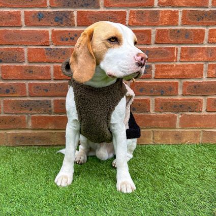 Beagle in a Vest Sherpa Dog Hoodie