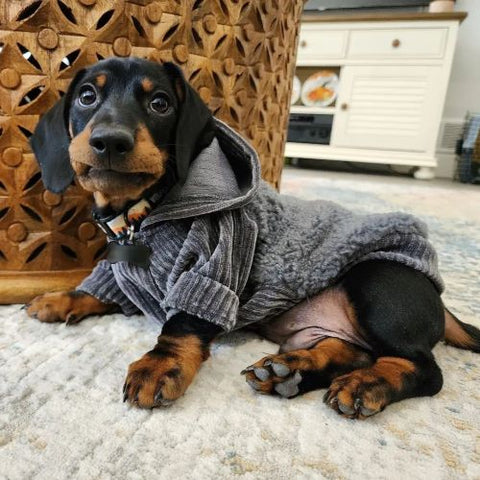 Dachshund in a Warm Dog Winter Hoodie - Fitwarm Dog Clothes