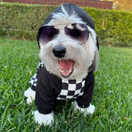Havanese in a Black and White Plaid Dog Hoodie