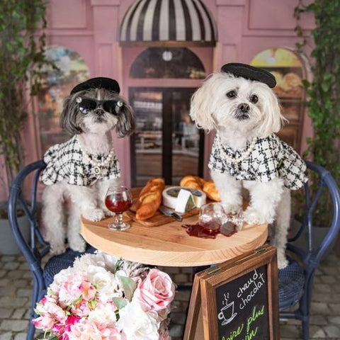 Shih tzus in Elegant Plaid Dog Dresses