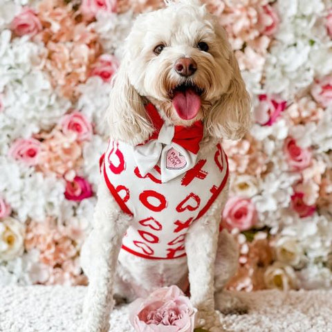 Cavoodle in a XOXO Dog Shirt