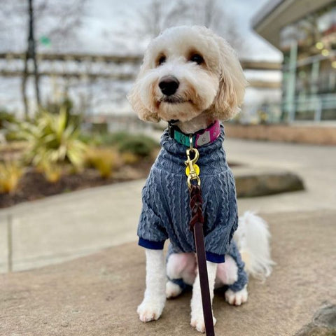 Mini Goldendoodle in a Cozy Turtleneck Dog Pajamas