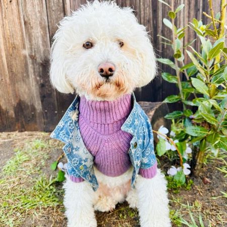 Purple Turtleneck Knitted Dog Sweater