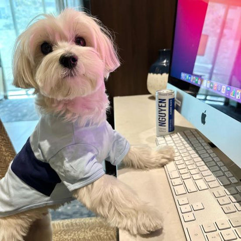 Morkie in a Color Block Dog Shirt