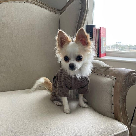 Long Haired Chihuahua in a Tan Dog Pajamas - Fitwarm Dog Clothes
