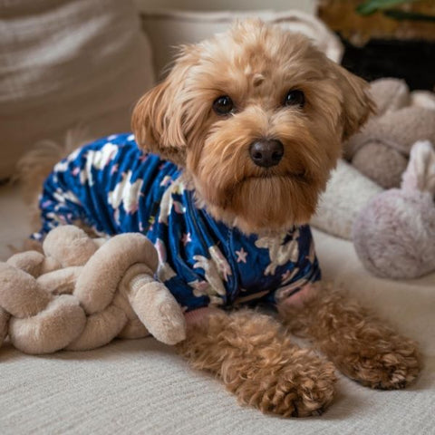 Maltipoo in a Dog Pajamas with Unicorn Prints - Fitwarm Dog Clothes