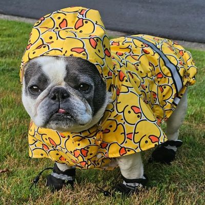 Frenchie in a Rubber Duck Dog Raincoat