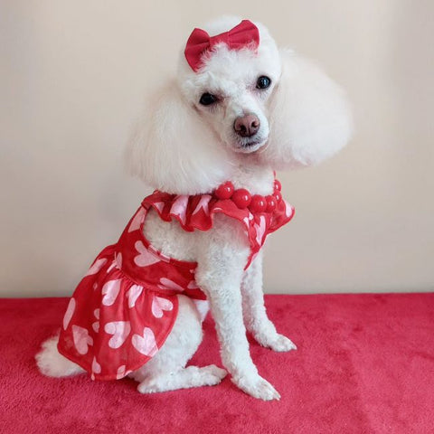 Poodle in a Sweet Heart Dog Dress