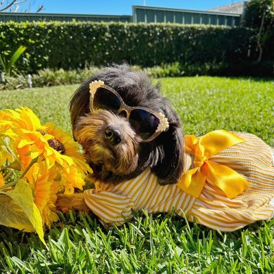 Havanese in a Dog Dress Yellow Stripes - Fitwarm Dog Clothes