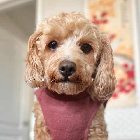 Red Turtleneck Dog Sweater