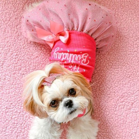 Shih Tzu in a Pink Dog Birthday Dog Dress
