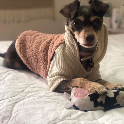 Dog in a Velvet Thermal Dog Hoodie