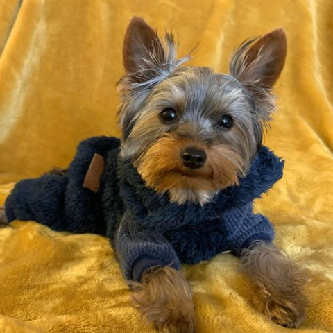 Yorkies in a Blue Turtleneck Thermal Dog Coat - Fitwarm Dog Clothes