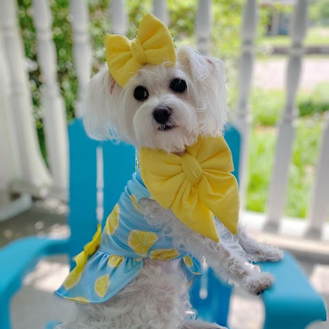 Morkie in a Lemon Dog Dress