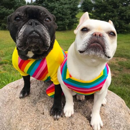 Frenchies in Easter Rainbow Dog Costumes - Fitwarm Dog Clothes