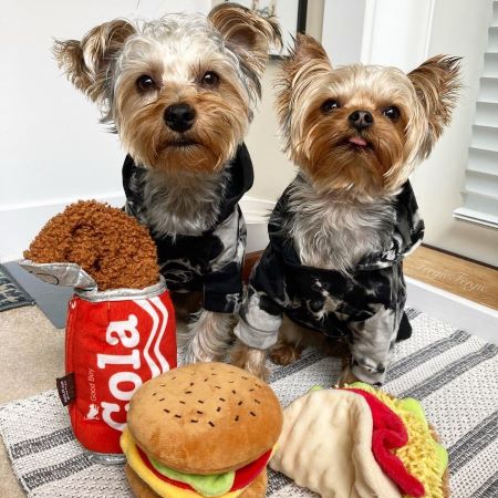 Yorkies in a Tie Dye Dog Hoodies