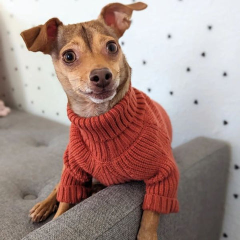 Dog in an Orange Knitted Dog Sweater - Fitwarm Dog Clothes