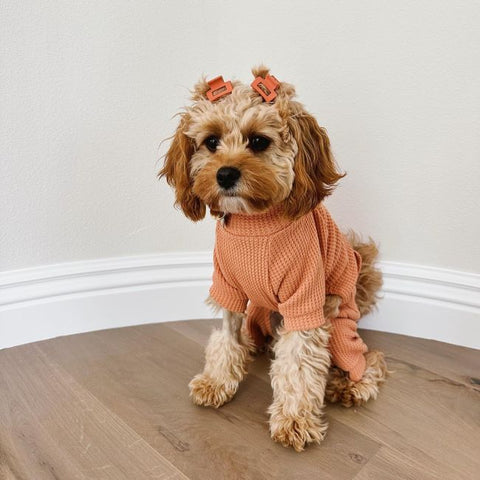Cavapoo in an Orange Waffle Turtleneck Dog Pajamas - Fitwarm Dog Clothes