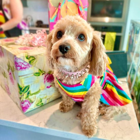 Cavoodle in an Easter Rainbow Striped Dog Dress - Fitwarm Dog Clothes