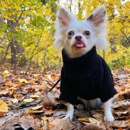 Long Haired Chihuahua Dressed in a Dark Dog Pajamas - Fitwarm Dog Clothes