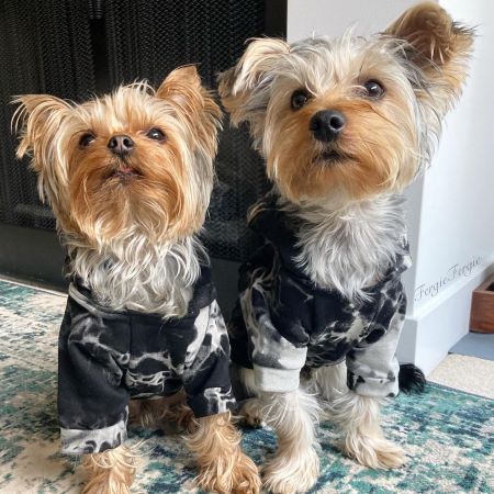 Yorkies in Black and White Stylish Tie Dye Dog Hoodies - Fitwarm Dog Clothes