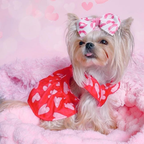 Yorkie in a Red Dog Dress with Heart Prints