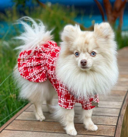 Pomeranian in a Red Plaid Shining Dog Dress - Fitwarm Dog Clothes