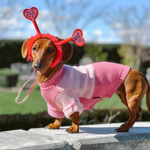 Dachshund in a Pink Color Block Dog Sweater - Fitwarm Dog Clothes