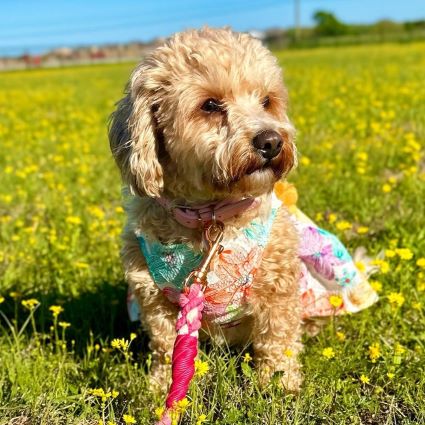 Cavopoo in a Floral Dog Dress